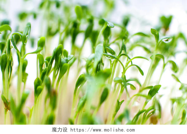 豆芽水芹健康食品素食春天种子发芽成长